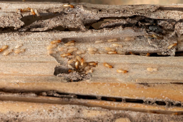 Best Pest Control Near Me in Boston, GA