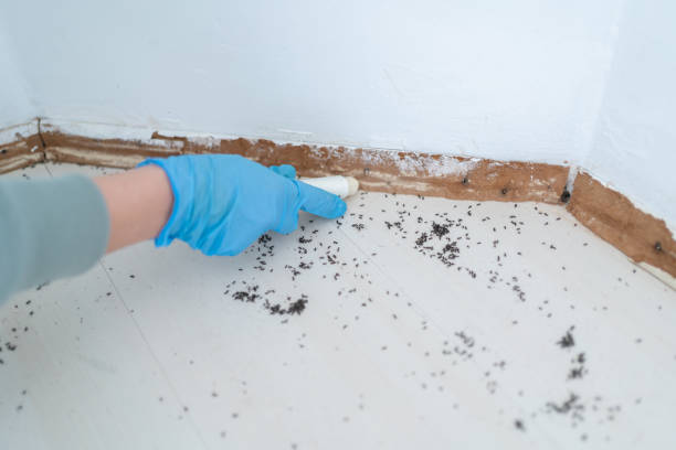 Best Termite Control Services  in Boston, GA